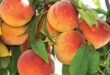 hale groves peaches