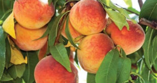hale groves peaches