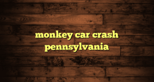 monkey car crash pennsylvania